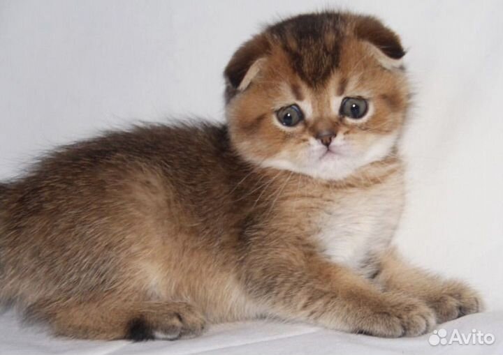 Шотландские серебристо-мраморные котята