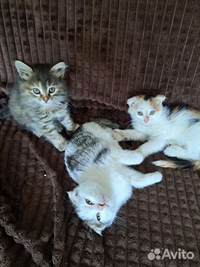 Котята в добрые руки