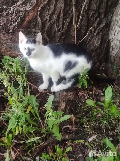 Кошечка в добрые руки