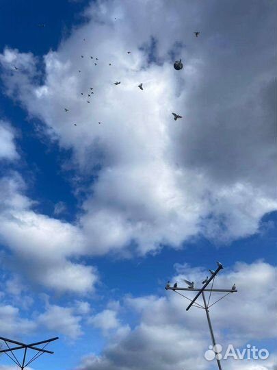 Продажа голубей