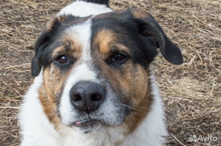 Пёс Пирожок (очень сладкий) ищет дом