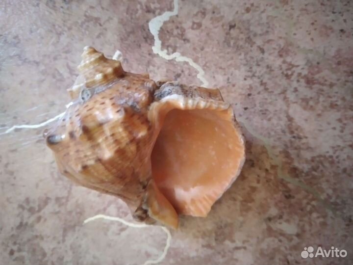 Раковина ракушка