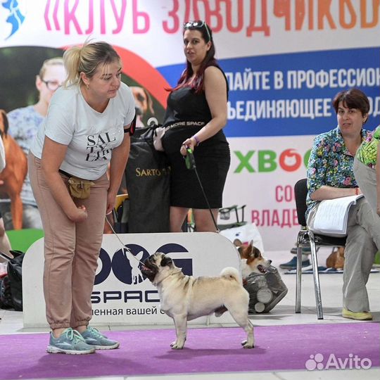 Мопс кобель на вязку