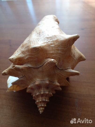 Ракушка морская крупная