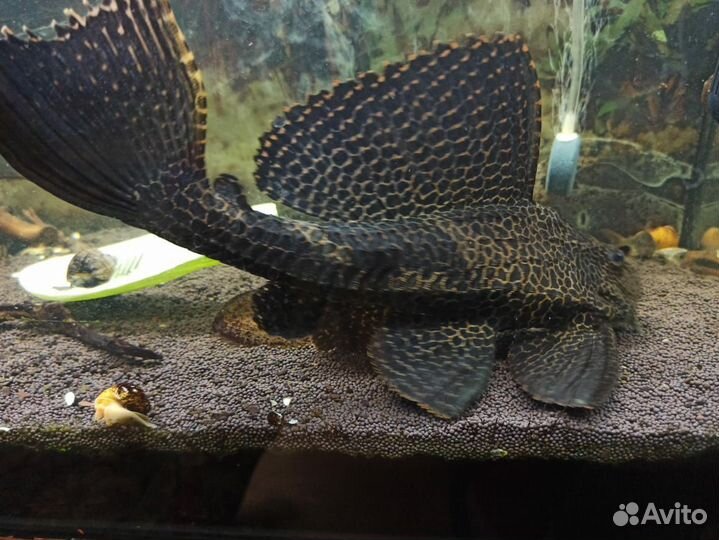 Парчевый сом(птеригоплихт)