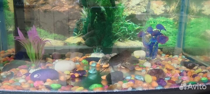 Аквариум