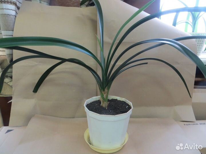 Комнатные цветы кливия излишки