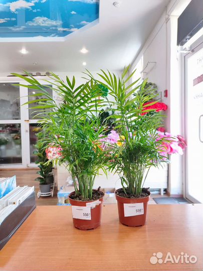 Комнатные цветы с Доставкой