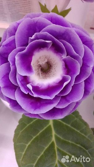 Глоксиния: детка/лист. Фиалки. оксалис