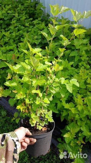 Кустарники декоративные для озеленения