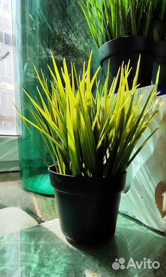 Растение Трава