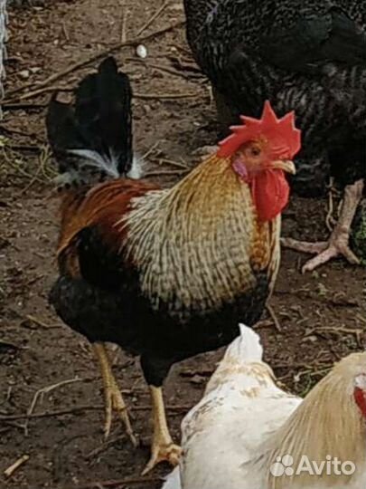 Петух молодой