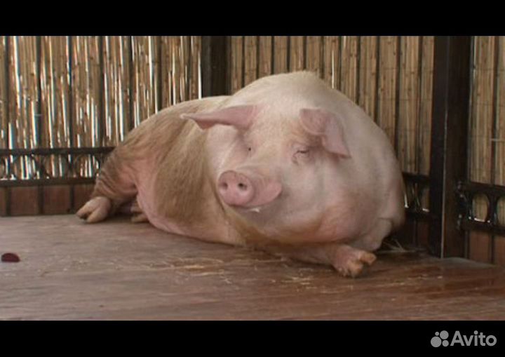 Хряк рабочий