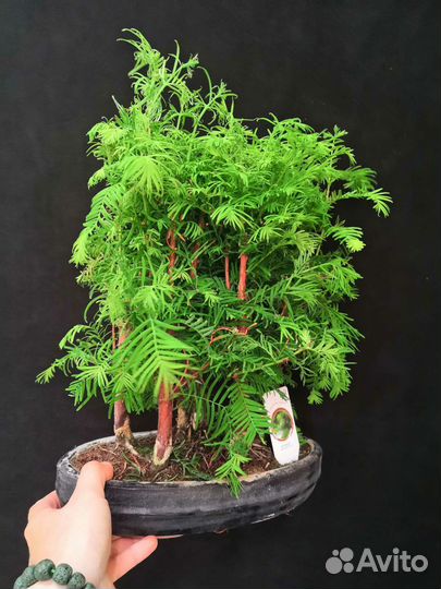 Дерево бонсай метасеквойя 30/40