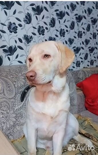 Вязка лабрадор