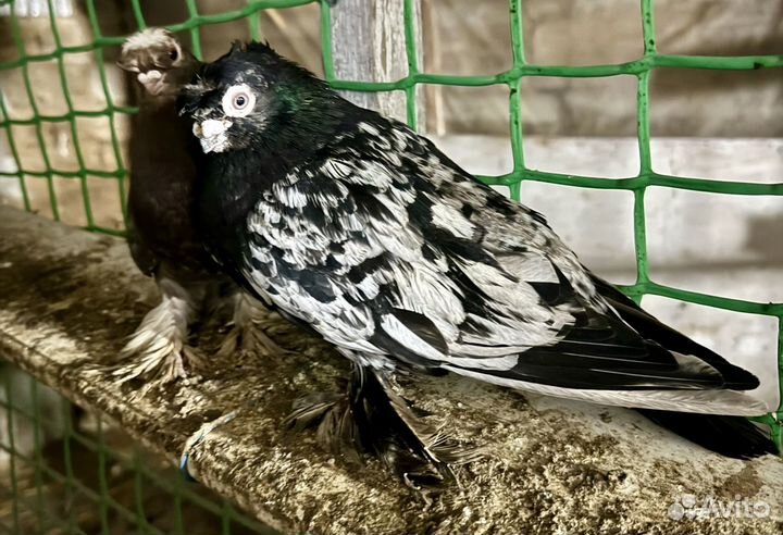 Андижанские голуби