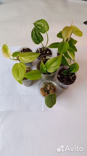 Аройдные набор 3