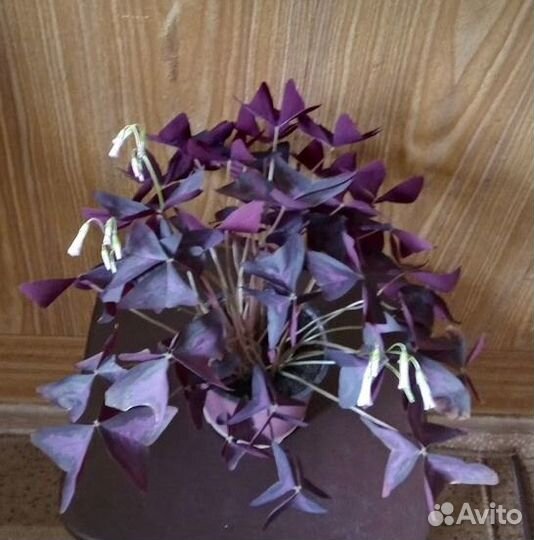 Кислица оксалис