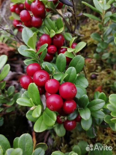 Брусника, клюква