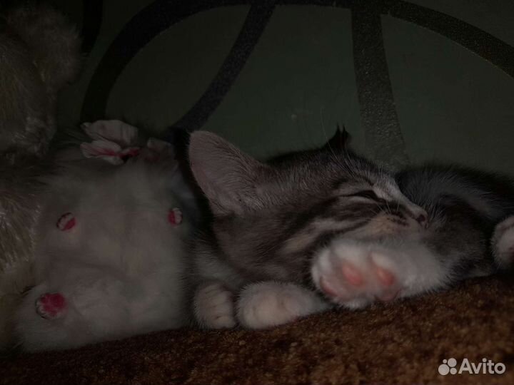 Кошка в дар бесплатно