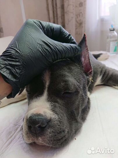 Купирование ушей