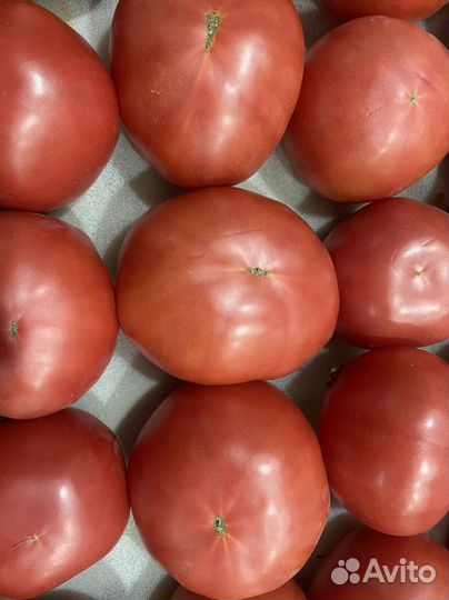Помидор дагестан