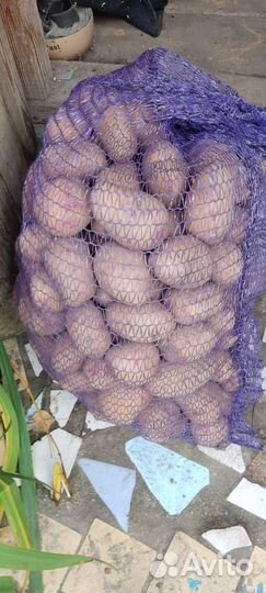 Продам картофель с доставкой Красноборск-Котлас