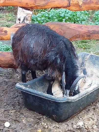 Козёл, козы