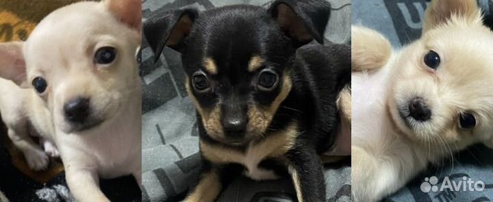 Той-терьер щенки