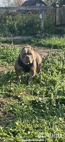 Американский булли вязка