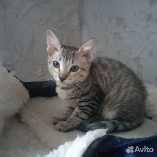 Отдам котят в добрые руки