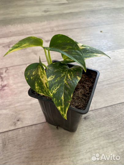 Эпипремнум золотистый/сциндаптус