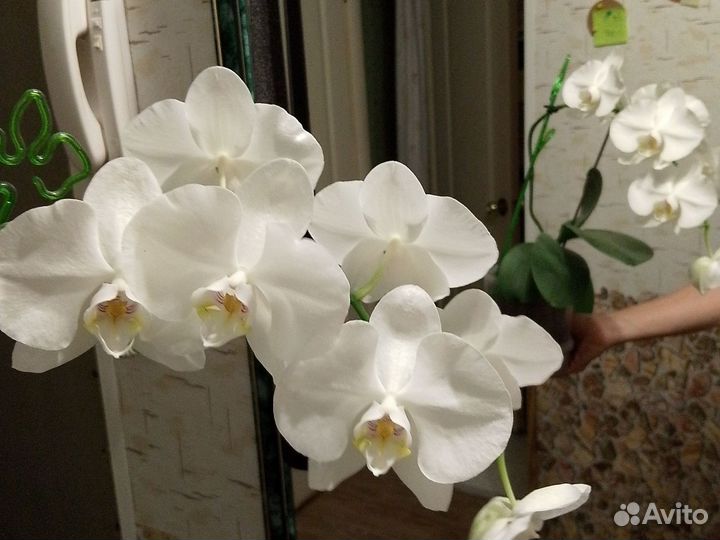 Фаленопсис 11см цветок