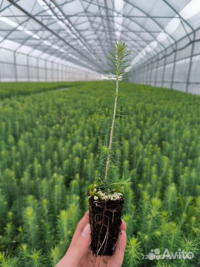 Сеянцы ели зкс