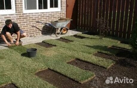 Рулонный газон