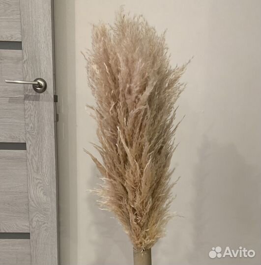 Пампасная трава