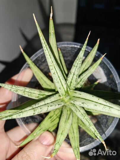 Сансевиерия hybrid kasih