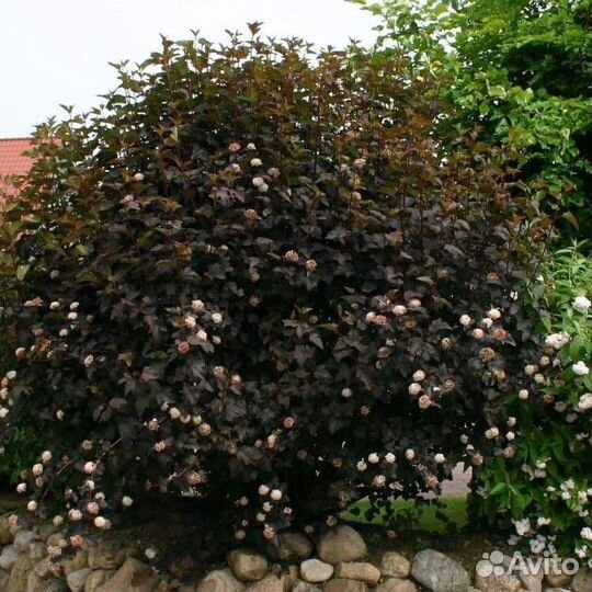 Пузыреплодник и спирея