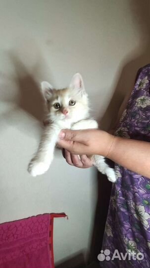 Котята рыжие бесплатно
