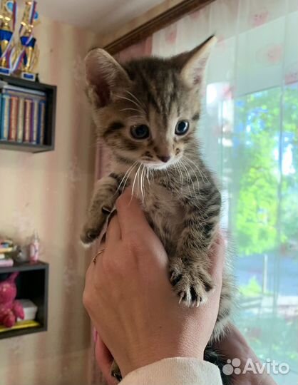 Котенок мальчик бесплатно