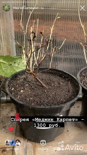 Декоративные садовые кустарники и хвойники