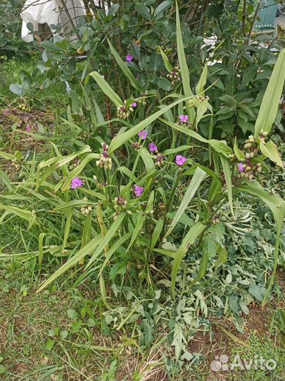 Традесканция садовая