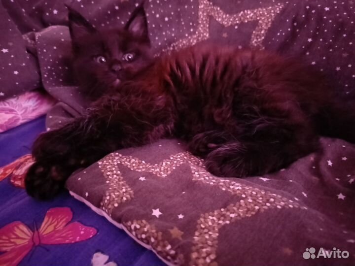 Котёнок Мейн-кун