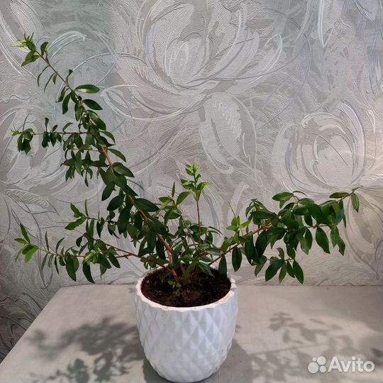 Цветы комнатные