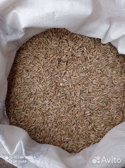 Овес, пшеница, ячмень