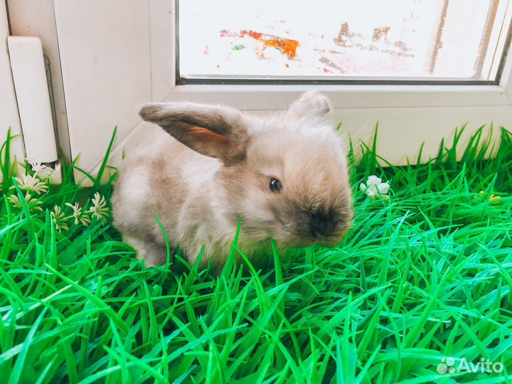 Карликовый кролик хотот