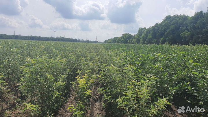 Саженцы, кустарники, рассада