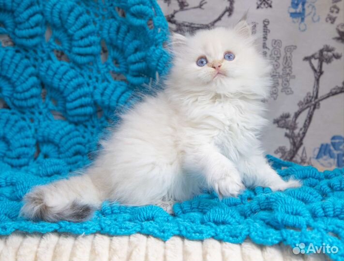 Британские котята с синими глазами