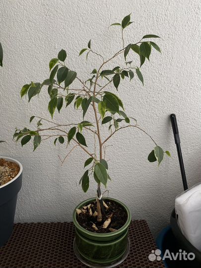 Фикус бенджамина