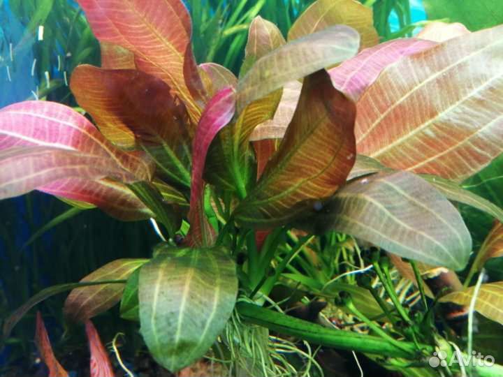 Эхинодорусы, кринум, криптокрина, апоногетоны